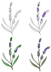 Four lavender sprig illustrations in varying styles, including outline and colored versions with delicate purple blooms and green leaves, ideal for botanical and natural designs.