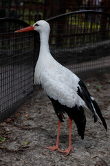 Majestic Stork Stands Gracefully Beside a Fence, Showcasing Its Elegant Features and Distinctive Colors in a Natural Habitat Setting Perfect for Wildlife Enthusiasts and Nature Lovers