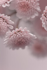 Smoke close-up selective soft focus pink, lilac, beige chrysanthemum Flower bouquet. Natural art blur neutral background.