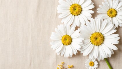 Obraz premium White daisies arranged on a beige background with soft lighting 