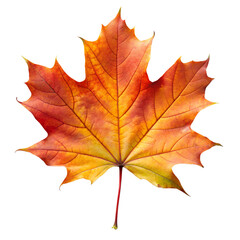 Fototapeta premium A vibrant maple leaf in autumn colors, isolated on transparent background, showcasing the beauty of fall foliage with its intricate veins and seasonal charm in a studio shot