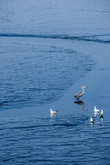 a grey heron and several gulls in the shallow water on the shore
