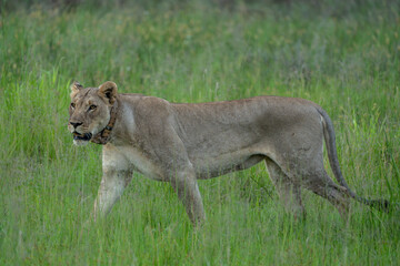 Close-up of a full-grown female lion with a powerful build, stalking through the tall grass. Pilanesberg National Park, South Africa.