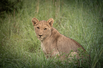 A young lion looks intently at the camera with a sweet expression. Pilanesberg Nationalpark, South Africa.