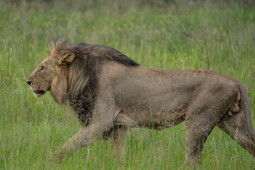 Close-up of a large male lion with an imposing stature and mane, stalking through the tall grass. Pilanesberg National Park, South Africa.