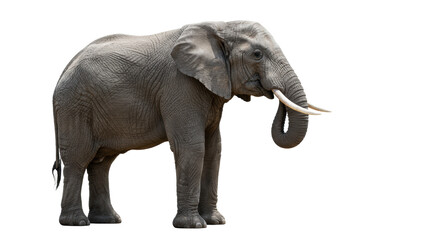 Obraz premium An adult male african elephant with prominent white tusks and textured grey skin, its trunk curled up, isolated on a transparent background, embodying wisdom and strength. Concept of wildlife