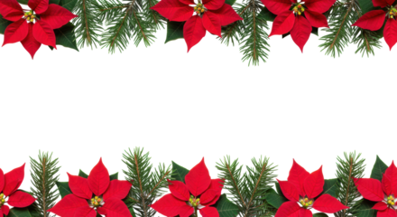 Precisely arranged vibrant red poinsettia flowers with lush green leaves and dark pine needles form a horizontal border on a transparent background with copy space, holiday marketing concept