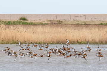 Black-Tailed Godwits Flying Low