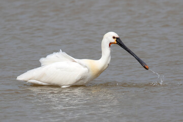 Spoonbill