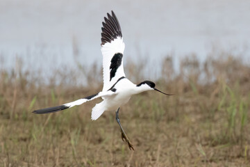 Avocet Landing
