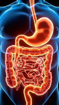 A glowing visualization of the human digestive system is displayed inside a transparent body outline. Concept of digestion and human anatomy. Vertical video