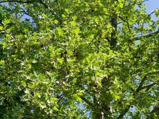 Platanus hispanica or acerifolia - London plane tree clothed with dense deep green broad stiff-textured, palmately lobed maple-like foliage and spherical spiky achenes on pendulous stems