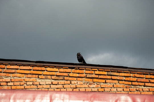 A crow is seen perched on a brick wall against a backdrop of dark, overcast skies in the late afternoon