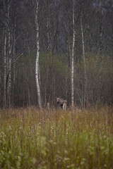 Young moose standing at the edge of a birch forest in Estonia. Bare trunks rise vertically, their pale bark contrasting with dense undergrowth and soft autumn light filtering through the trees