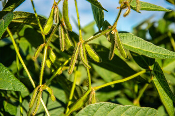 Soybean plants display their green pods filled with developing soybeans in a lush agricultural setting under bright sunlight