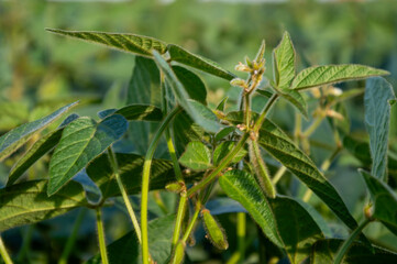 Soy plants are abundant in a fertile field, displaying vibrant green leaves and small blossoms as they flourish under the warm summer sun