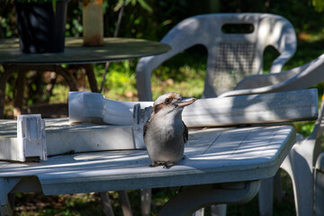 Laughing Kookaburra (Dacelo novaeguineae