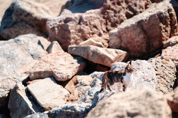 Calico Cat Standing on Rocky Surface in Natural Outdoor Setting