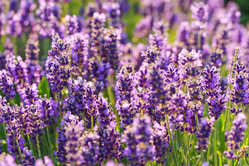 Obraz premium Close up, macro view of vibrant purple lavender flowers in soft evening sunlight. Golden light, delicate texture and fragrant essence of blooming plants in full summer. Natural background, lanscape