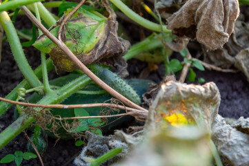 Green squash plants flourish alongside withered leaves in a home garden under the warm sun of late summer, showcasing vibrant life cycles
