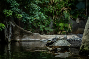 A freshwater turtle rests beside a crocodile in a lush, dimly lit habitat at Prague Zoo. The scene captures the textured shell, reflective water, and dense green foliage in natural detail.