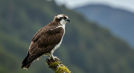 Fototapeta premium Close-up of a Wild Osprey Looking Back from a Tilted Mossy Branch, Professional Bird Photography for Conservation and Environmental Use