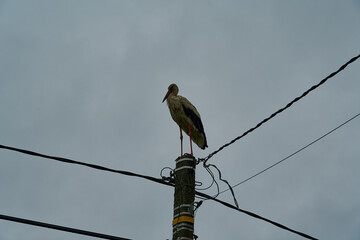 Black and white Stork, Ciconia ciconia, sitting in its nest.