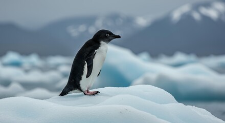 Obraz premium Adélie Penguin Standing on Iceberg with Distant Mountains, Scenic Antarctic Landscape Photography of Wildlife in Remote Glacial Valley