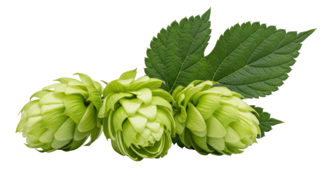 Isolated Hops