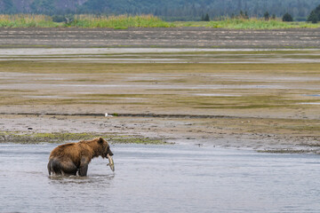 Brown bear with salmon catch in her mouth standing in the river of Lake Clark National park, Alaska