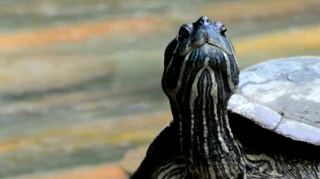 Striped Freshwater Turtle Profile by Water