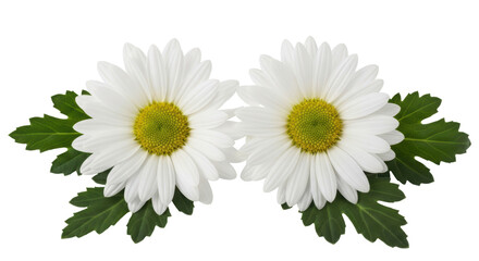 Isolated Pair of Daisies