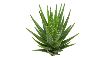 Isolated Aloe Vera Plant