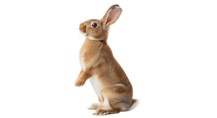 Isolated Cute Rabbit