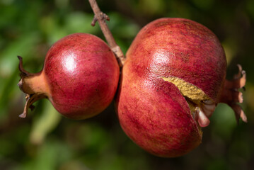 Two small wild pomegranates hang together on a tree. The sun shines on the fruits. In the background are green leaves.