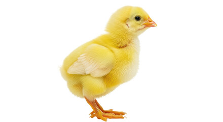 Isolated Yellow Chick