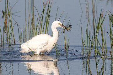 Little Egret Eating a Pike