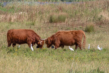 Highland Cows with Cattle Egrets