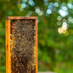 Honeycomb frame in nature