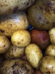 Potatoes on the market. Macro photograph of freshly dug potatoes