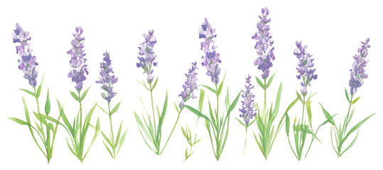 Fototapeta premium PNG Lavender bouquet as divider watercolor blossom flower plant.