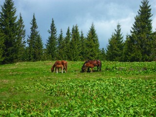 Horses and foals grazing in a mountain pasture