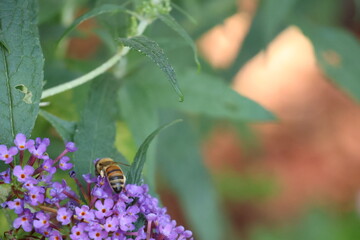 Honey Bee Pollinating a vibrant purple butterfly bush.