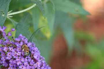 Honey Bee Pollinating a vibrant purple butterfly bush.