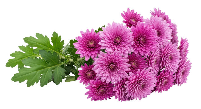 Isolated Chrysanthemums on White Background