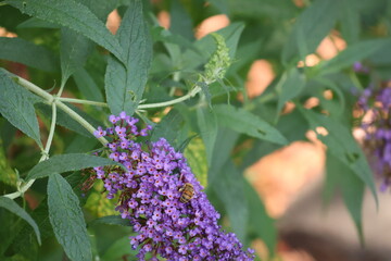Honey Bee Pollinating a vibrant purple butterfly bush.
