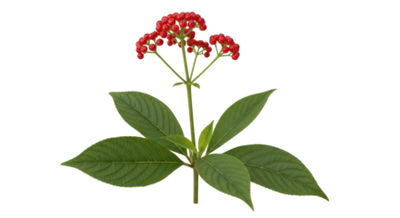 Isolated viburnum