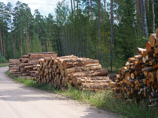 Large Piles of Cut Timber Logs Stacked by a Dirt Road Next to a Pine Forest