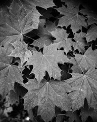 maples leaves pattern