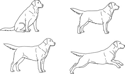 Dog line drawing, Labrador retriever sketch, canine posture illustration, pet anatomy art, dog movement reference, vector dog poses
